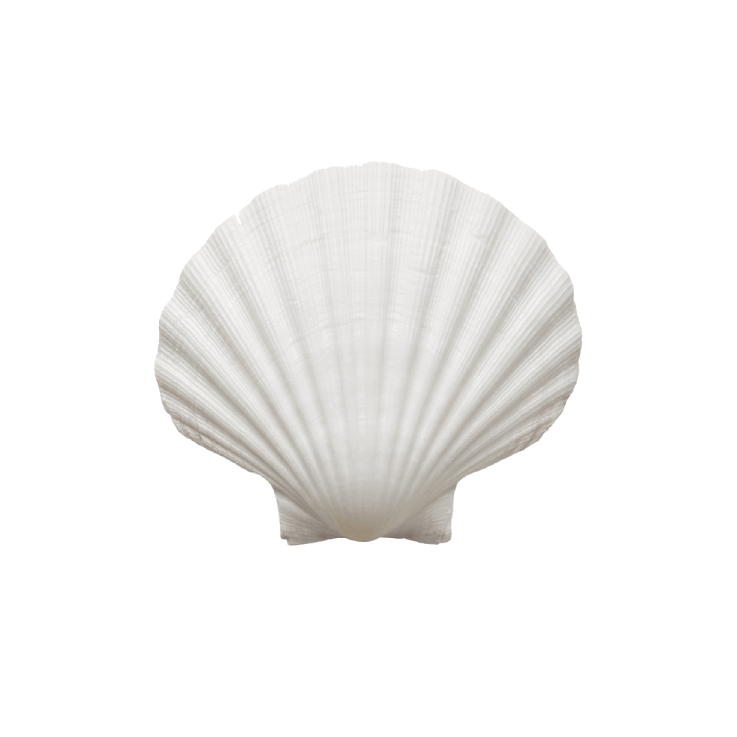 shell